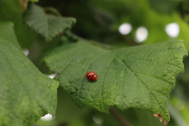 Yeşil yapraklı uğurböceği Hazel ağacında. Coccinella punctata 