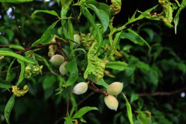 Şeftali yapraklarındaki hastalık dallardaki olgunlaşmamış yeşil meyvelerle ilkbaharda. Taphrina deformans mantarı şeftali ağacında.
