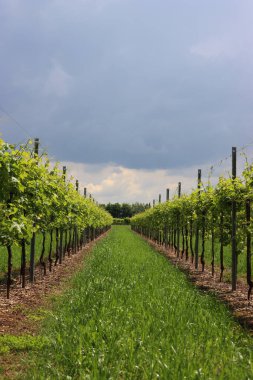 Pinot Gris üzüm bağı, güneşli bir günde yazın başında perspektif üzerine