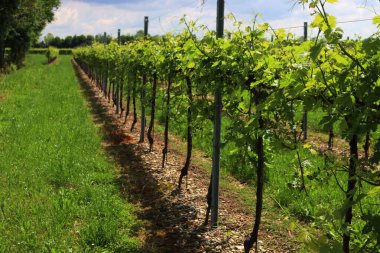 Pinot Gris üzüm bağı, güneşli bir günde yazın başında perspektif üzerine