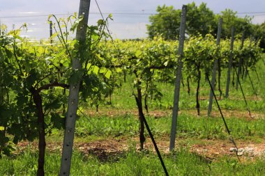 Pinot Gris üzüm bağı, güneşli bir günde yazın başında perspektif üzerine