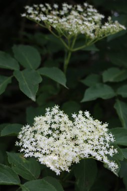 Dallardaki Elderberry beyaz çiçeklerine yakın çekim. İlkbaharda açan Sambucus ağacı