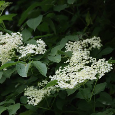 Dallardaki Elderberry beyaz çiçeklerine yakın çekim. İlkbaharda açan Sambucus ağacı
