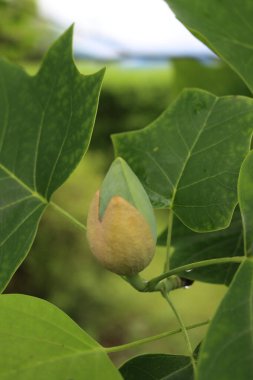 Liriodendron tulipifera ağacının dalında çiçek açan ve baharda lale ağacı olarak da anılan yakın çekimi.