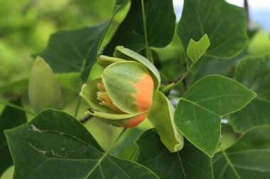 Liriodendron tulipifera ağacının dalında çiçek olan yakın plan resmi. İlkbaharda lale ağacı olarak da bilinir.