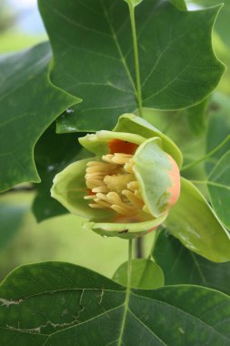 Liriodendron tulipifera ağacının dalında çiçek olan yakın plan resmi. İlkbaharda lale ağacı olarak da bilinir.