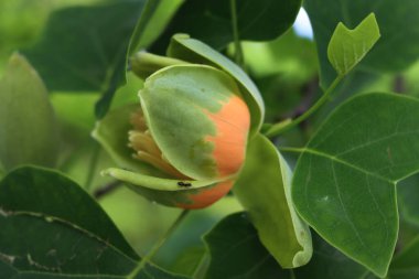 Liriodendron tulipifera ağacının dalında çiçek olan yakın plan resmi. İlkbaharda lale ağacı olarak da bilinir.
