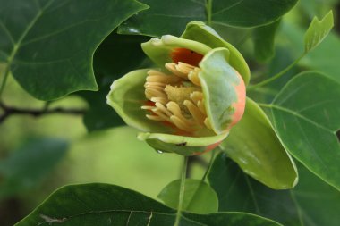 Liriodendron tulipifera ağacının dalında çiçek olan yakın plan resmi. İlkbaharda lale ağacı olarak da bilinir.