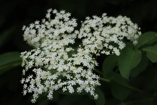 Dallardaki Elderberry beyaz çiçeklerine yakın çekim. İlkbaharda açan Sambucus ağacı