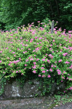 Baharda bahçede pembe Japon Spirea ya da Spiraea çiçeği. Spirea japonica 