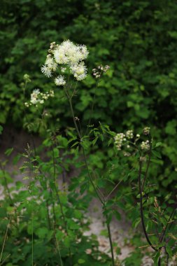 Thalictrum aquilegifolium bahar sonlarında iotalian kırsalında kabarık beyaz çiçeklerle çiçek açar.