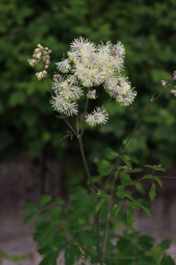 Thalictrum aquilegifolium bahar sonlarında iotalian kırsalında kabarık beyaz çiçeklerle çiçek açar.