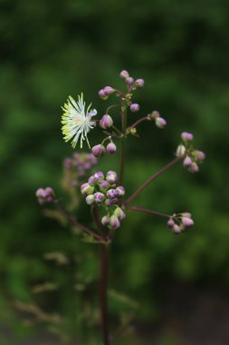 Thalictrum aquilegifolium bahar sonlarında iotalian kırsalında kabarık beyaz çiçeklerle çiçek açar.