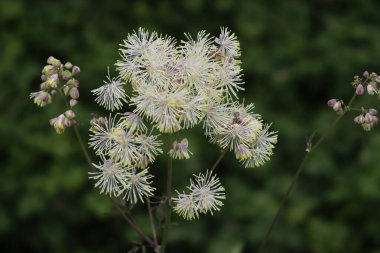 Thalictrum aquilegifolium bahar sonlarında iotalian kırsalında kabarık beyaz çiçeklerle çiçek açar.