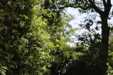 Beyaz dağcı yıldız Jasmin bahçesinde bir sürü beyaz çiçekli çit. Trakeospermum yaseminoidler çiçek açtı.