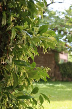 Beyaz dağcı yıldız Jasmin bahçesinde bir sürü beyaz çiçekli çit. Trakeospermum yaseminoidler çiçek açtı.