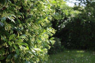 Beyaz dağcı yıldız Jasmin bahçesinde bir sürü beyaz çiçekli çit. Trakeospermum yaseminoidler çiçek açtı.