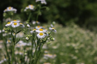 Erigeron Annuus Alanı. Baharın sonlarında yabani beyaz papatyalar, aynı zamanda pire papatyası olarak da bilinir.