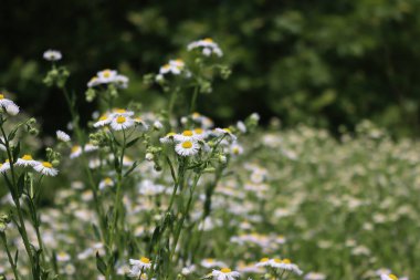 Erigeron Annuus Alanı. Baharın sonlarında yabani beyaz papatyalar, aynı zamanda pire papatyası olarak da bilinir.