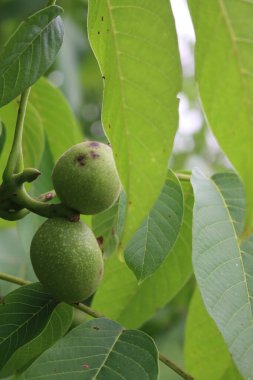 Meyve bahçesinde koyu kahverengi benekli dallarda çürük ceviz meyveleri. Yazın hastalıklı ceviz ağacı