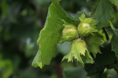 Bahar mevsiminde dalda olgunlaşmamış yeşil fındıklar yetişiyor. Corylus avellana ağacı