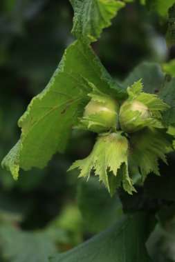 Bahar mevsiminde dalda olgunlaşmamış yeşil fındıklar yetişiyor. Corylus avellana ağacı