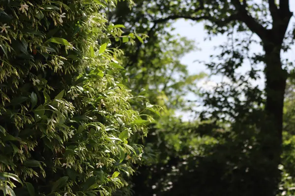Beyaz dağcı yıldız Jasmin bahçesinde bir sürü beyaz çiçekli çit. Trakeospermum yaseminoidler çiçek açtı.