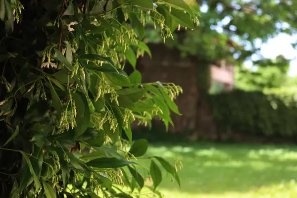 Beyaz dağcı yıldız Jasmin bahçesinde bir sürü beyaz çiçekli çit. Trakeospermum yaseminoidler çiçek açtı.