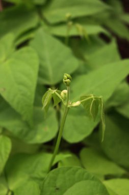 Küçük beyaz çiçekli Fransız fasulye bitkilerinin yakın çekimi. Sebze bahçesinde çiçek açan Fransız fasulyesi.