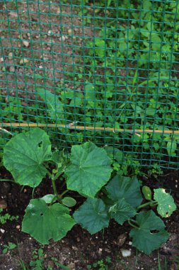 Baharda sebze bahçesinde büyüyen küçük salatalık bitkileri. Ekilmiş salatalık sativus bitkisi