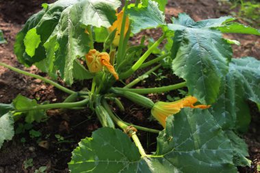 Yazın sebze bahçesinde büyüyen kabak bitkisinin parlak sarı çiçeğinin yakın çekimi. Cucurbita pepo 