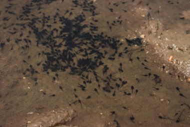 Birçok siyah kurbağa yavrusu yaz başında İtalya kırsalında bir su birikintisinde yüzer.