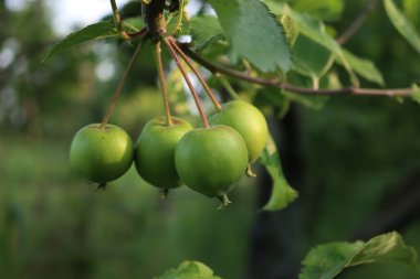 Bahçedeki ağaçların dallarında yetişen yeşil Granny Smith elmalarının yakın çekimi. Malus domestica