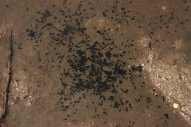 Birçok siyah kurbağa yavrusu yaz başında İtalya kırsalında bir su birikintisinde yüzer.