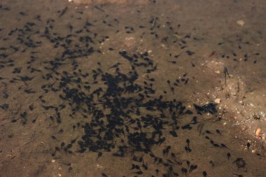 Birçok siyah kurbağa yavrusu yaz başında İtalya kırsalında bir su birikintisinde yüzer.