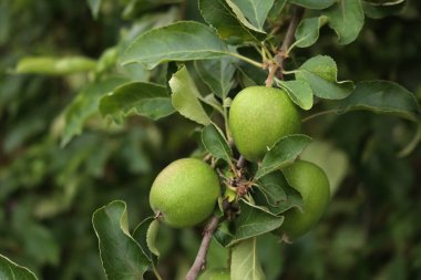 Bahçedeki ağaçların dallarında yetişen yeşil Granny Smith elmalarının yakın çekimi. Malus domestica