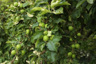 Bahçedeki ağaçların dallarında yetişen yeşil Granny Smith elmalarının yakın çekimi. Malus domestica