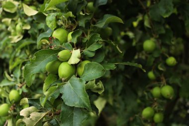 Bahçedeki ağaçların dallarında yetişen yeşil Granny Smith elmalarının yakın çekimi. Malus domestica