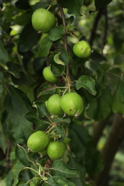 Bahçedeki ağaçların dallarında yetişen yeşil Granny Smith elmalarının yakın çekimi. Malus domestica