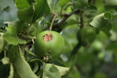 Meyve bahçesindeki dolu fırtınasından zarar gören olgunlaşmamış yeşil Granny Smith elmasının yakın çekimi. Prunus avium ağacı 