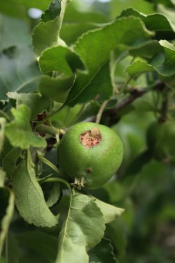 Meyve bahçesindeki dolu fırtınasından zarar gören olgunlaşmamış yeşil Granny Smith elmasının yakın çekimi. Prunus avium ağacı 