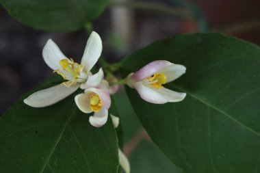 Seçici odak noktasında beyaz limon çiçeği. Citrus limon çiçeği açtı. 