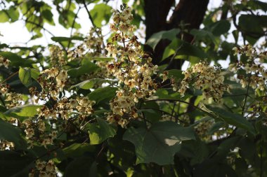 Katalpa bignonioides ya da bahçede tomurcuklanan Hint fasulye ağacı. Güneşli bir günde Katalpa ağacına yakın çekim