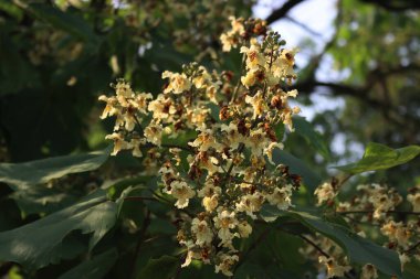 Katalpa bignonioides ya da bahçede tomurcuklanan Hint fasulye ağacı. Güneşli bir günde Katalpa ağacına yakın çekim