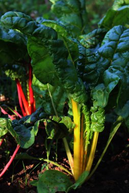Yaz mevsiminde sebze bahçesinde büyüyen sarı ve kırmızı İsviçre pazı bitkileri. Beta vulgaris. 