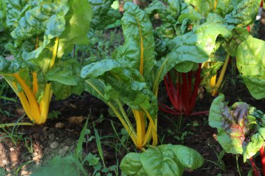 Yaz mevsiminde sebze bahçesinde büyüyen sarı ve kırmızı İsviçre pazı bitkileri. Beta vulgaris. 