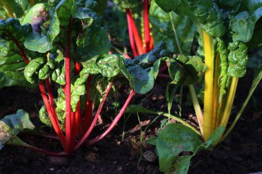 Yaz mevsiminde sebze bahçesinde büyüyen sarı ve kırmızı İsviçre pazı bitkileri. Beta vulgaris. 