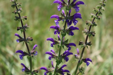Salvia pratensis çiçek açmış. Çayırda mor çiçekli adaçayı bitkisi