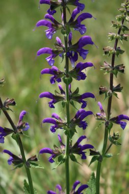 Salvia pratensis çiçek açmış. Çayırda mor çiçekli adaçayı bitkisi