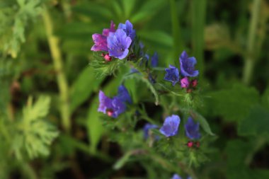 Çayırda mavi ve pembe çiçeklerle Common Comfrey 'in yakın çekimi. Symphytum officinale